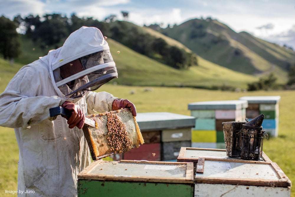 The Surprising Benefits of Manuka Honey